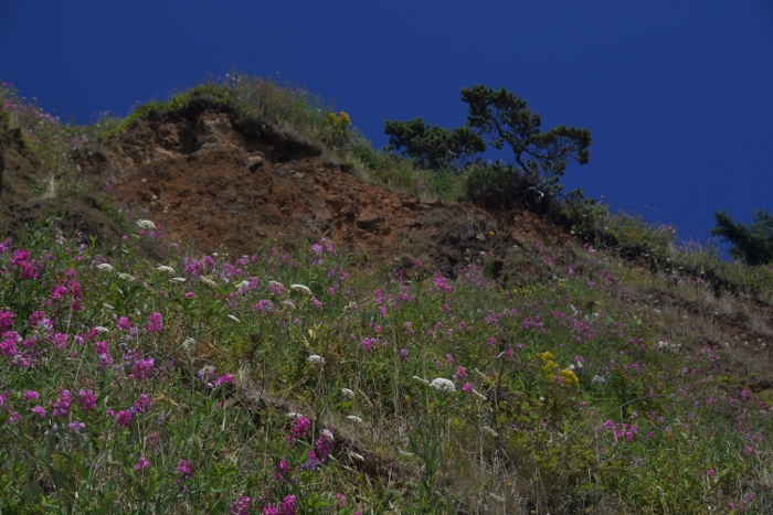 wildflowers on Maxwell Point